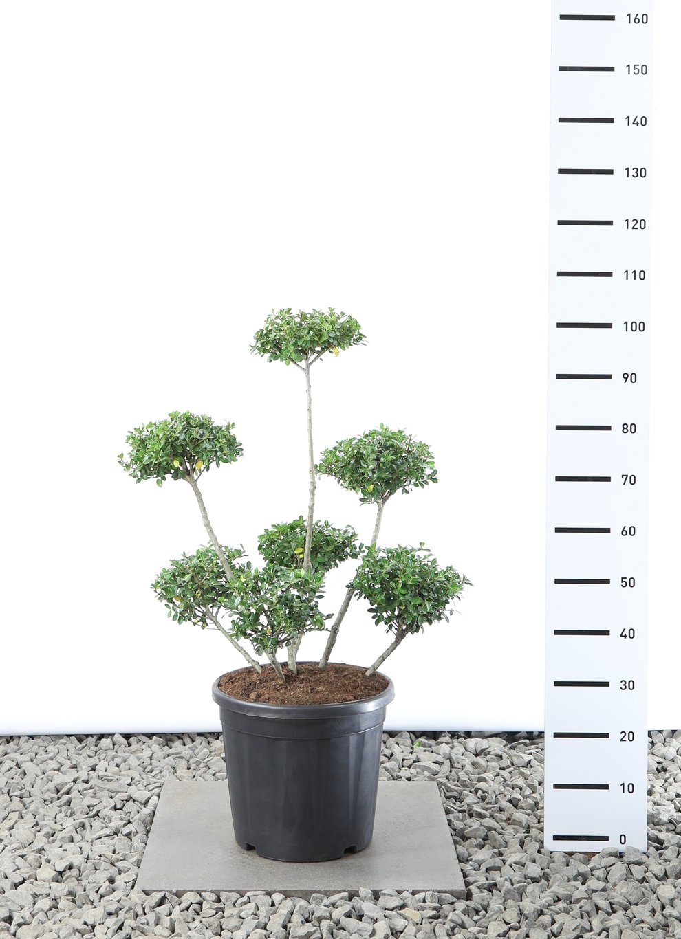 Ilex crenata 'Green Lustre' - 60-80 CM Multiplateau EXTRA in Cont.